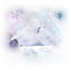   wwwolk